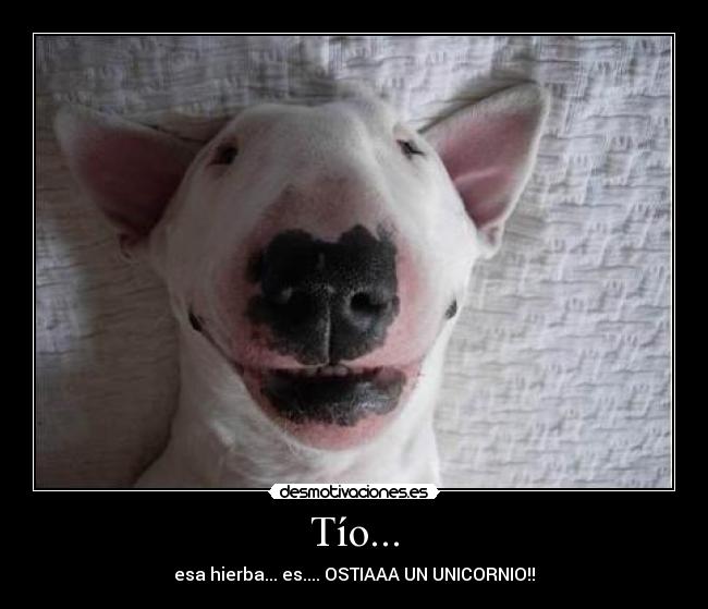 Tío... - esa hierba... es.... OSTIAAA UN UNICORNIO!!