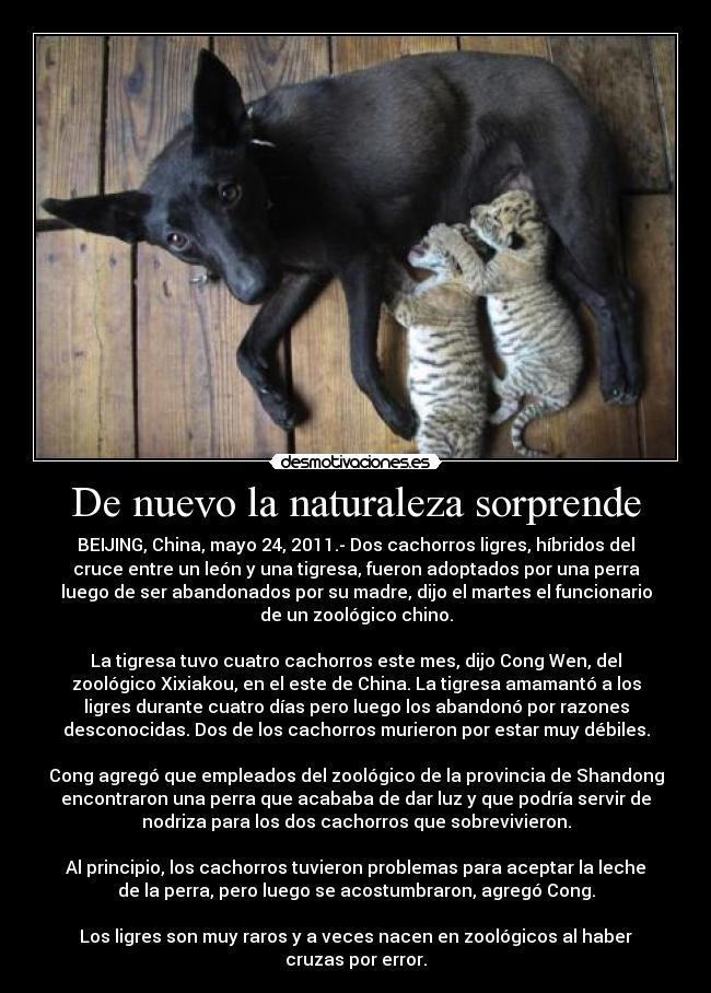 De nuevo la naturaleza sorprende - BEIJING, China, mayo 24, 2011.- Dos cachorros ligres, híbridos del
cruce entre un león y una tigresa, fueron adoptados por una perra
luego de ser abandonados por su madre, dijo el martes el funcionario
de un zoológico chino.
La tigresa tuvo cuatro cachorros este mes, dijo Cong Wen, del
zoológico Xixiakou, en el este de China. La tigresa amamantó a los
ligres durante cuatro días pero luego los abandonó por razones
desconocidas. Dos de los cachorros murieron por estar muy débiles.
Cong agregó que empleados del zoológico de la provincia de Shandong
encontraron una perra que acababa de dar luz y que podría servir de
nodriza para los dos cachorros que sobrevivieron.
Al principio, los cachorros tuvieron problemas para aceptar la leche
de la perra, pero luego se acostumbraron, agregó Cong.
Los ligres son muy raros y a veces nacen en zoológicos al haber
cruzas por error.