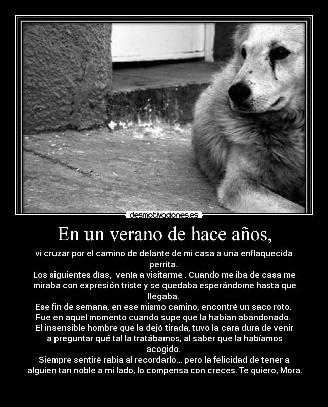 En un verano de hace años, - vi cruzar por el camino de delante de mi casa a una enflaquecida
perrita. 
Los siguientes días,  venía a visitarme . Cuando me iba de casa me
miraba con expresión triste y se quedaba esperándome hasta que
llegaba. 
Ese fin de semana, en ese mismo camino, encontré un saco roto. 
Fue en aquel momento cuando supe que la habían abandonado. 
El insensible hombre que la dejó tirada, tuvo la cara dura de venir
a preguntar qué tal la tratábamos, al saber que la habíamos
acogido. 
Siempre sentiré rabia al recordarlo... pero la felicidad de tener a
alguien tan noble a mi lado, lo compensa con creces. Te quiero, Mora.

