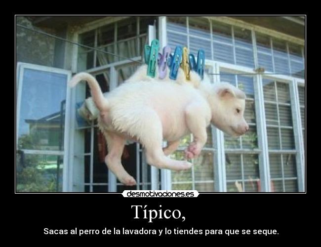Típico, - Sacas al perro de la lavadora y lo tiendes para que se seque.