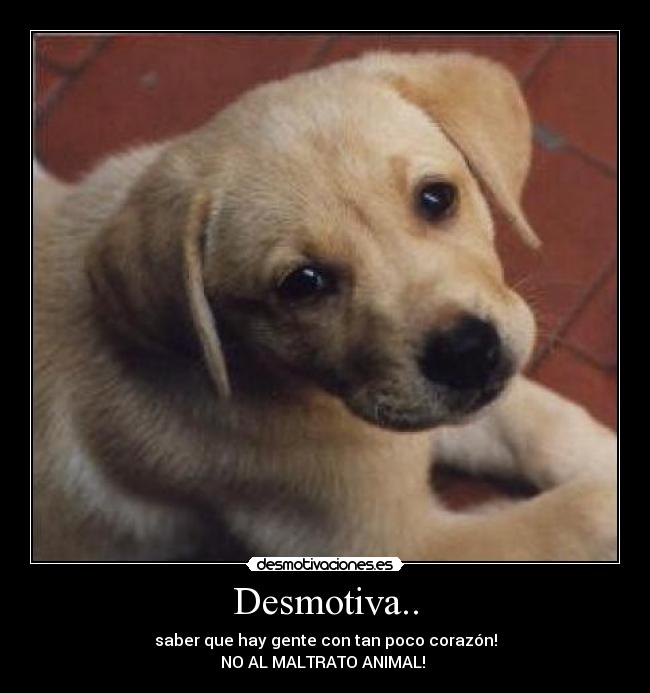 Desmotiva.. - saber que hay gente con tan poco corazón!
NO AL MALTRATO ANIMAL! 