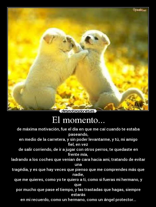 carteles momento perro protector angel hermano recuerdo ladrando coches maxima motivacion cai sin pode desmotivaciones