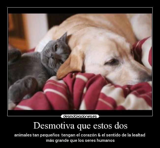 Desmotiva que estos dos - 