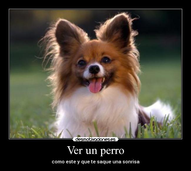 Ver un perro - como este y que te saque una sonrisa
