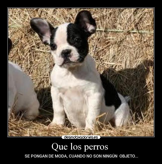 carteles perro desmotivaciones