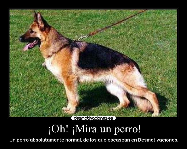 ¡Oh! ¡Mira un perro! - Un perro absolutamente normal, de los que escasean en Desmotivaciones.