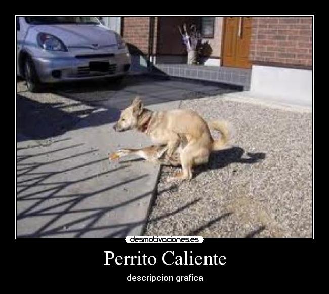 Perrito Caliente - descripcion grafica