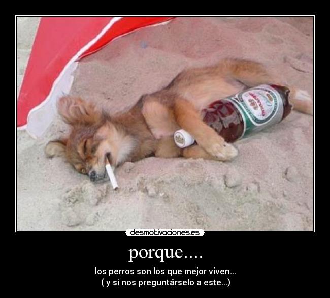 porque.... - los perros son los que mejor viven...
( y si nos preguntárselo a este...)