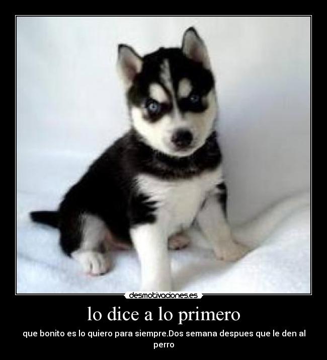 lo dice a lo primero - que bonito es lo quiero para siempre.Dos semana despues que le den al perro