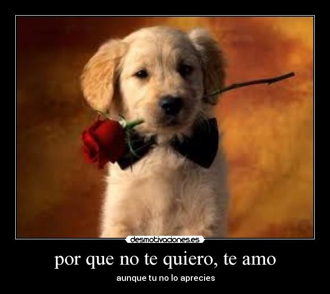 por que no te quiero, te amo -