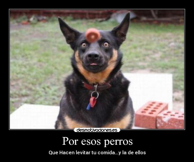 Por esos perros - 