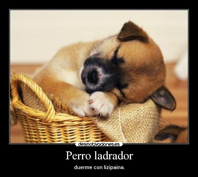 Perro ladrador -