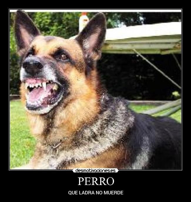 PERRO - 