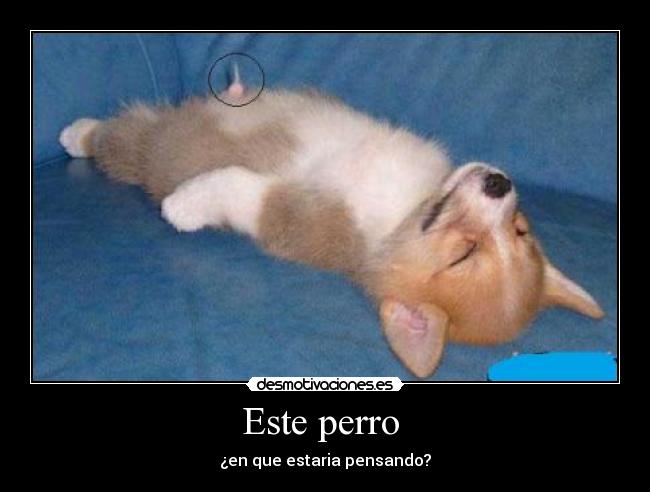 Este perro -