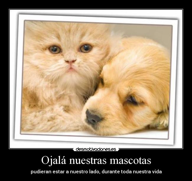 Ojalá nuestras mascotas - 