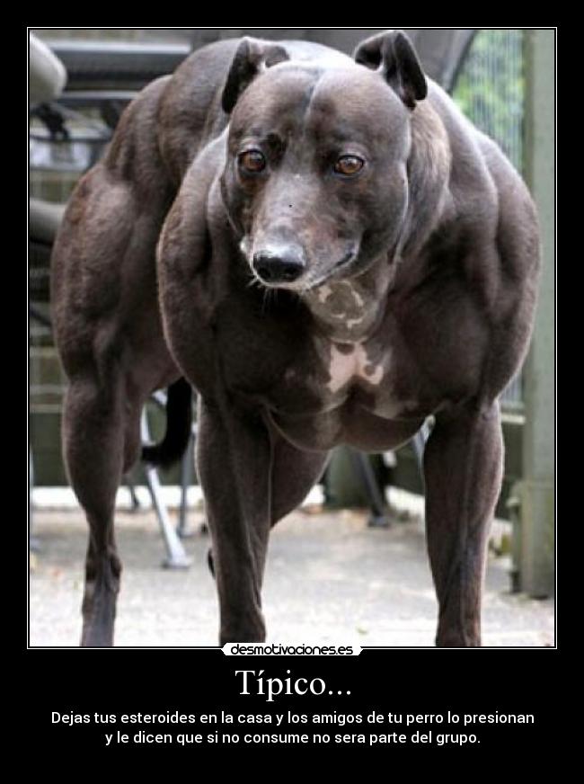 Típico... - Dejas tus esteroides en la casa y los amigos de tu perro lo presionan
y le dicen que si no consume no sera parte del grupo.