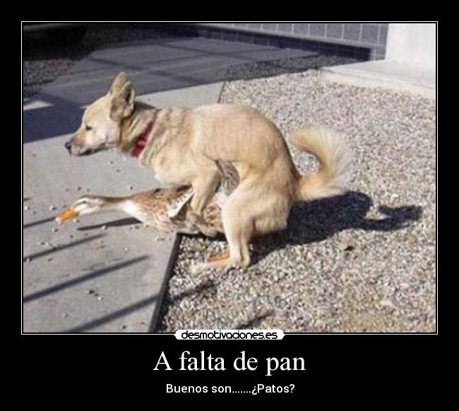 A falta de pan -