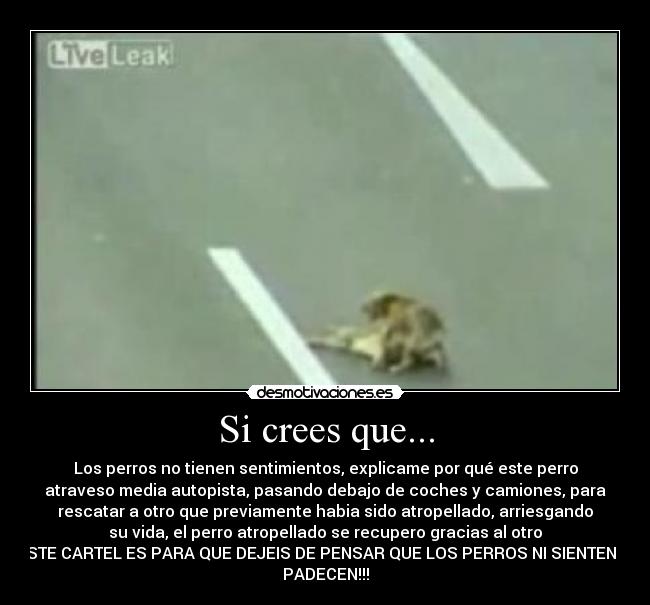 carteles perro heroe salvador carretera desmotivaciones