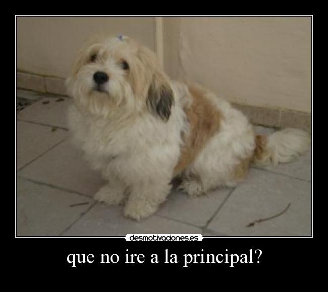 que no ire a la principal? -