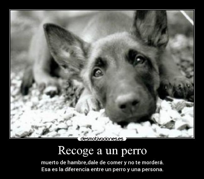 Recoge a un perro - muerto de hambre,dale de comer y no te morderá.
Esa es la diferencia entre un perro y una persona.