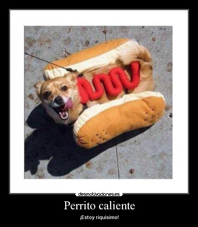 Perrito caliente - ¡Estoy riquisimo!
