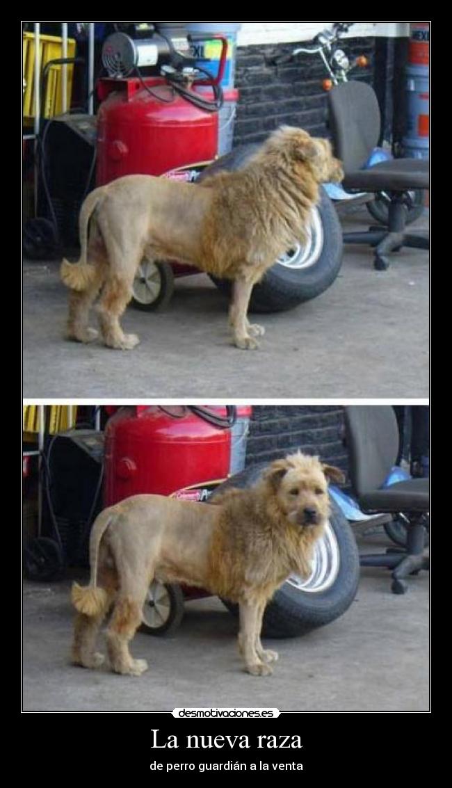 La nueva raza - de perro guardián a la venta