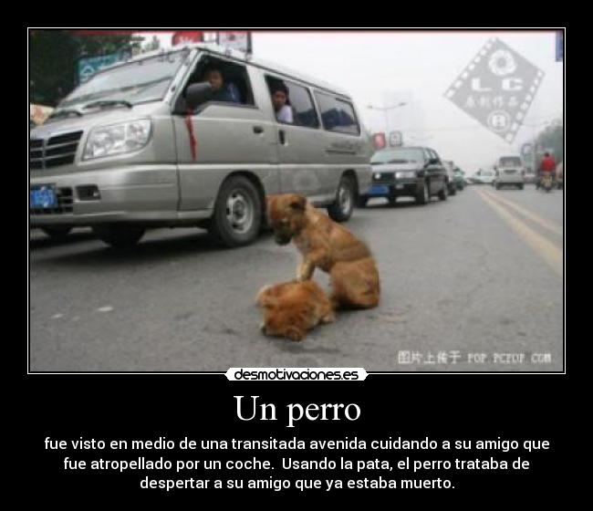 Un perro - fue visto en medio de una transitada avenida cuidando a su amigo que
fue atropellado por un coche. Usando la pata, el perro trataba de
despertar a su amigo que ya estaba muerto.