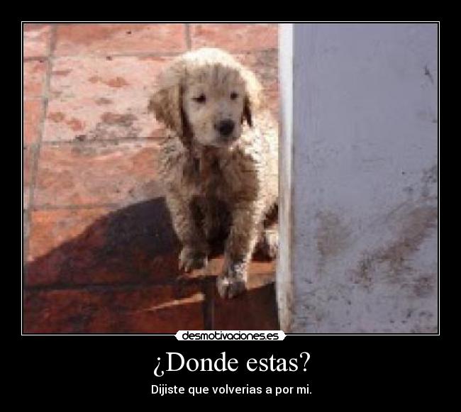 carteles perro perrito barro donde estas volverias por desmotivaciones