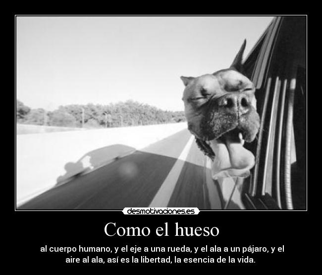 Como el hueso - al cuerpo humano, y el eje a una rueda, y el ala a un pájaro, y el
aire al ala, así es la libertad, la esencia de la vida.