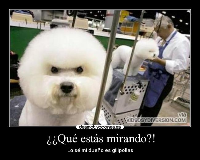¿¿Qué estás mirando?! - Lo sé mi dueño es gilipollas