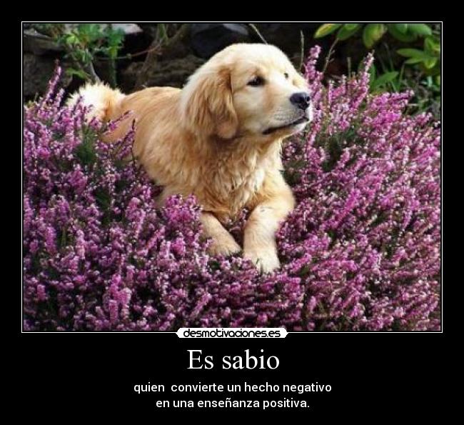 Es sabio -