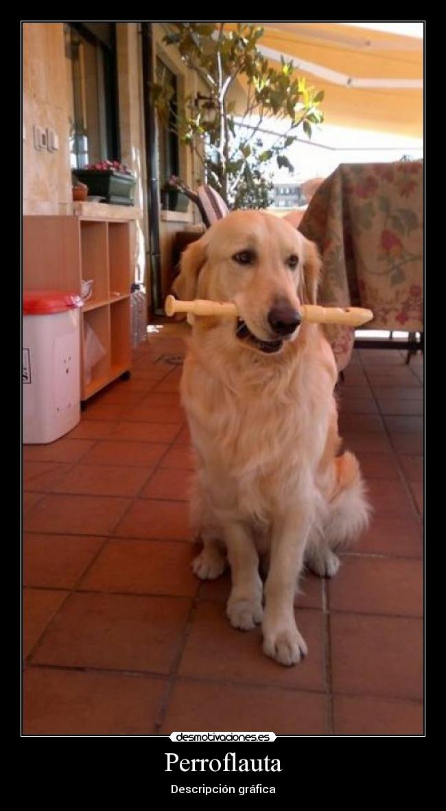 Perroflauta -