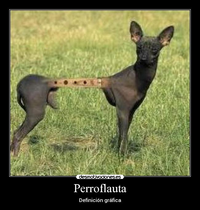 Perroflauta - Definición gráfica