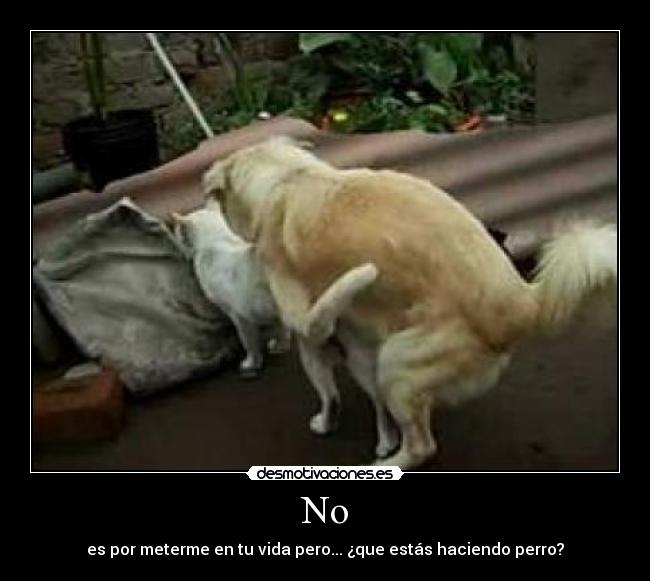 No - es por meterme en tu vida pero... ¿que estás haciendo perro?