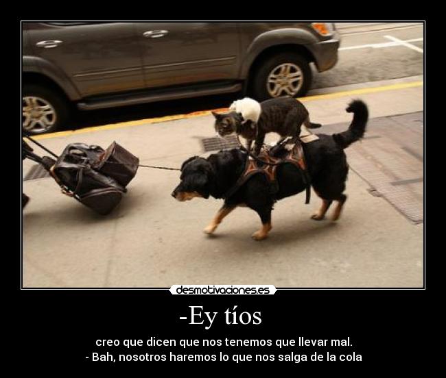 carteles perro gatosraton desmotivaciones