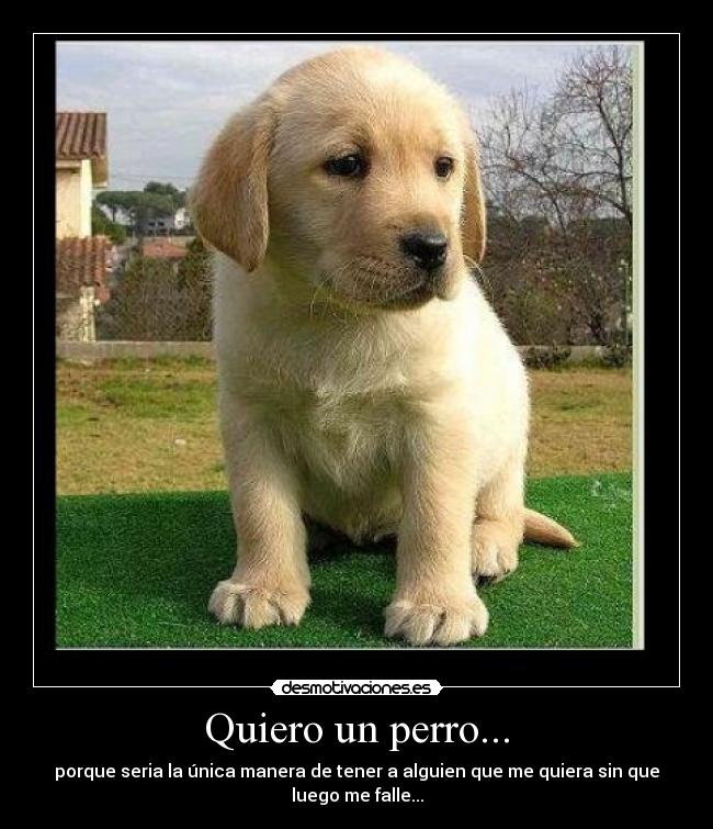 Quiero un perro... -