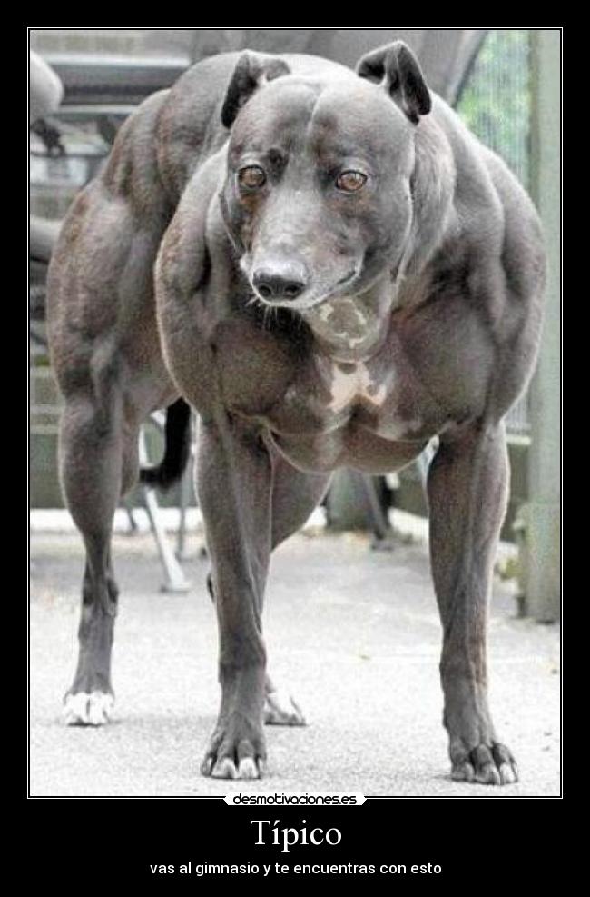 Típico - vas al gimnasio y te encuentras con esto