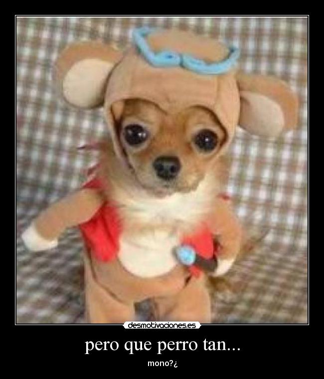 pero que perro tan... - mono?¿
