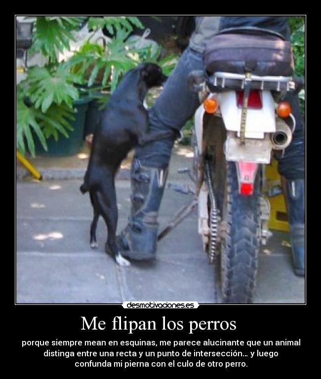 Me flipan los perros -