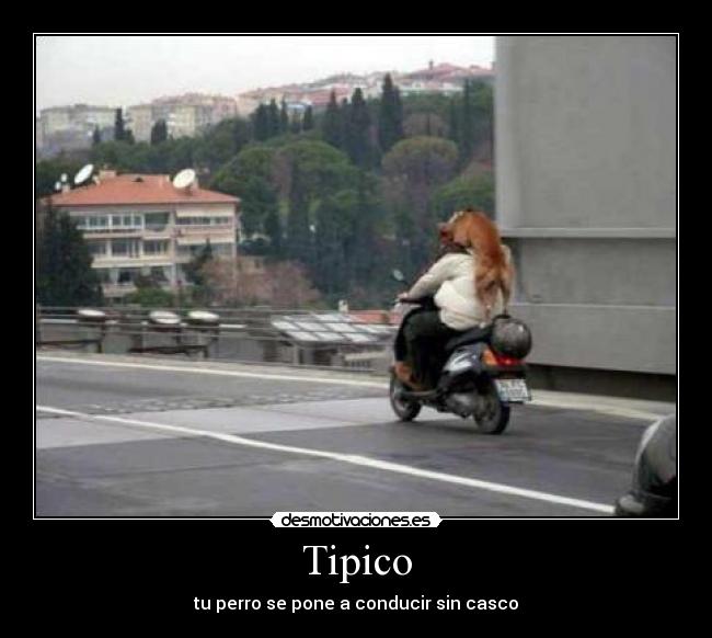 Tipico - tu perro se pone a conducir sin casco