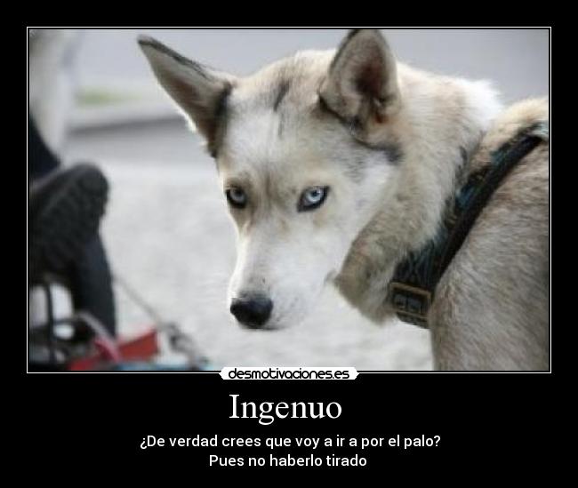 Ingenuo  - 
