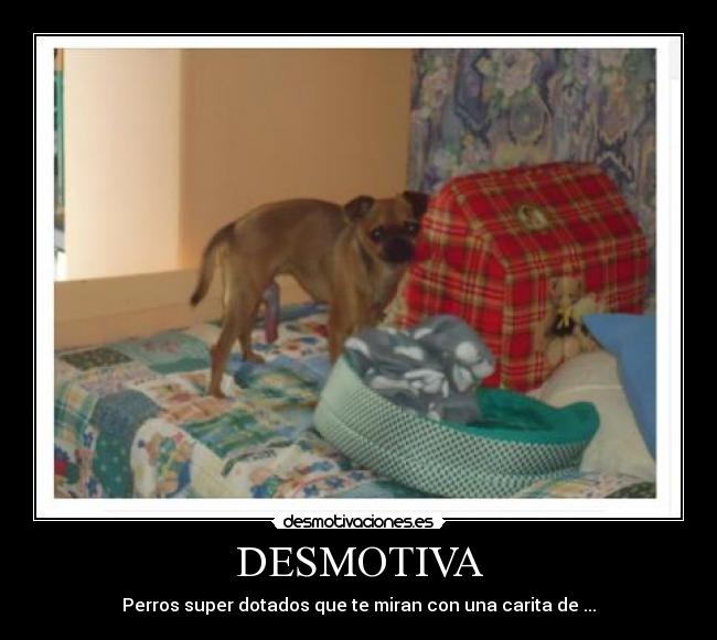 DESMOTIVA - Perros super dotados que te miran con una carita de ...