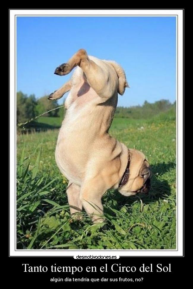 Tanto tiempo en el Circo del Sol - algún día tendría que dar sus frutos, no?