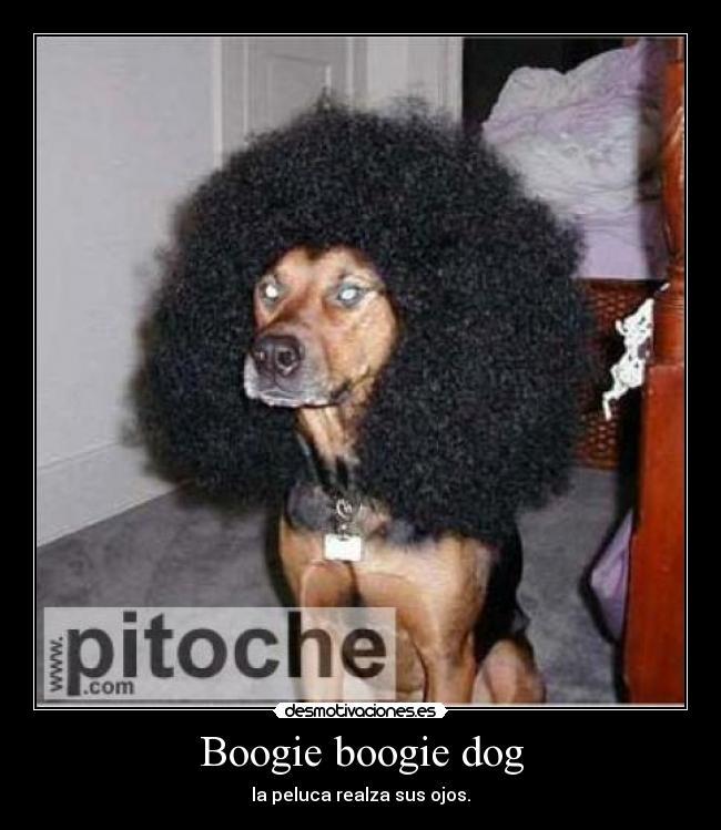 Boogie boogie dog - 
