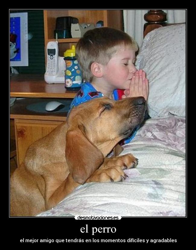 el perro -