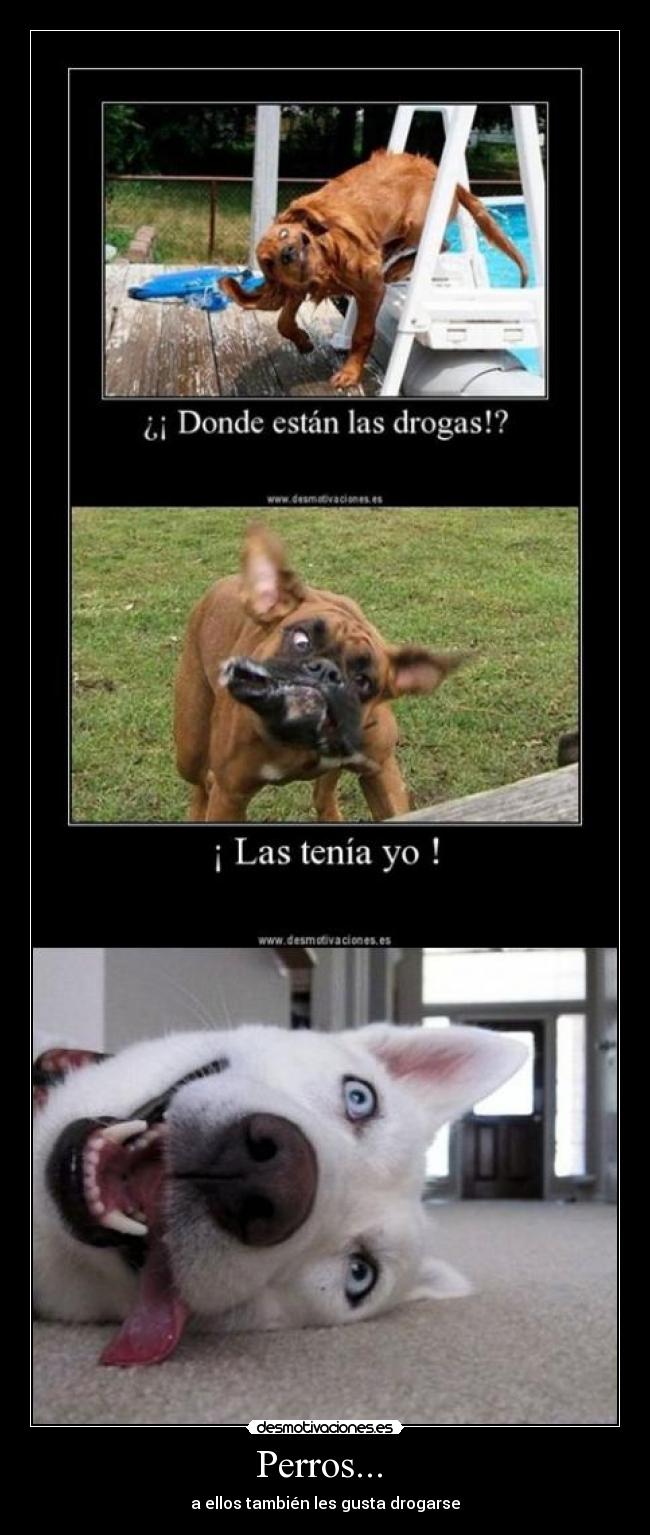 Perros... - a ellos también les gusta drogarse