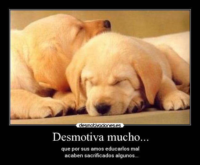 Desmotiva mucho... - que por sus amos educarlos mal
  acaben sacrificados algunos...