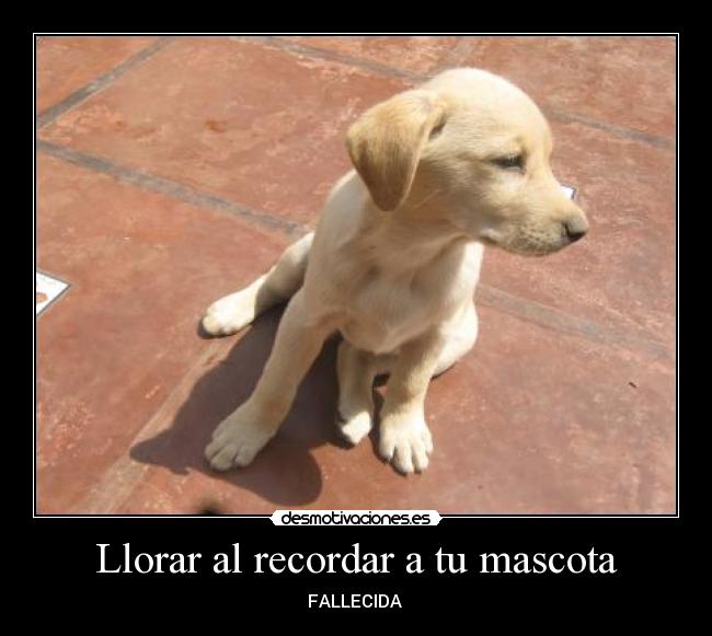 Llorar al recordar a tu mascota - 