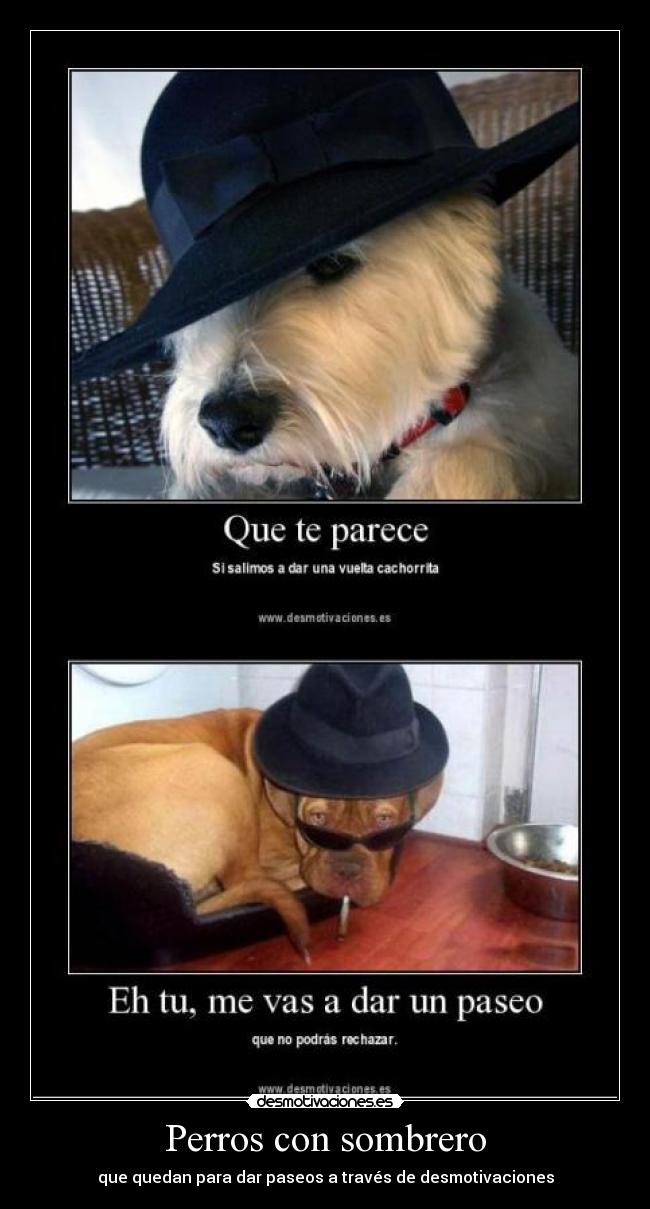 Perros con sombrero - que quedan para dar paseos a través de desmotivaciones