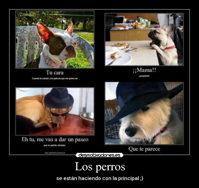Los perros - se están haciendo con la principal ;)